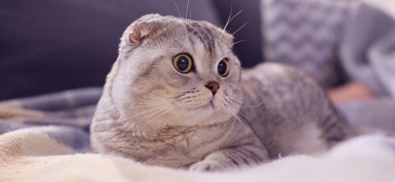 Котята порода шиншилл