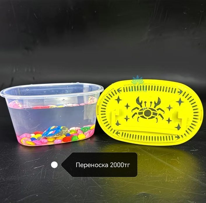 Маленькие черепахи