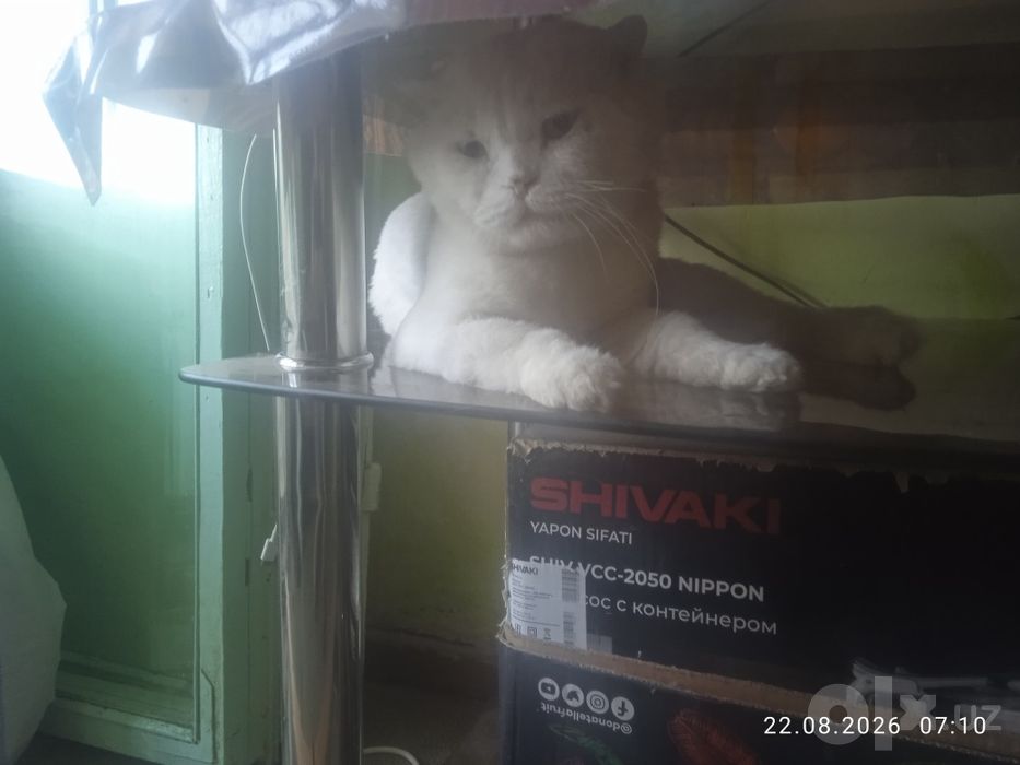 Кот по кличке Граф приглашает на вязку,красивых кошек.