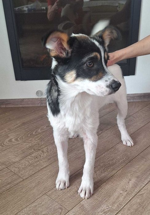 Отдам ЩЕНКОВ в хорошие, добрые руки