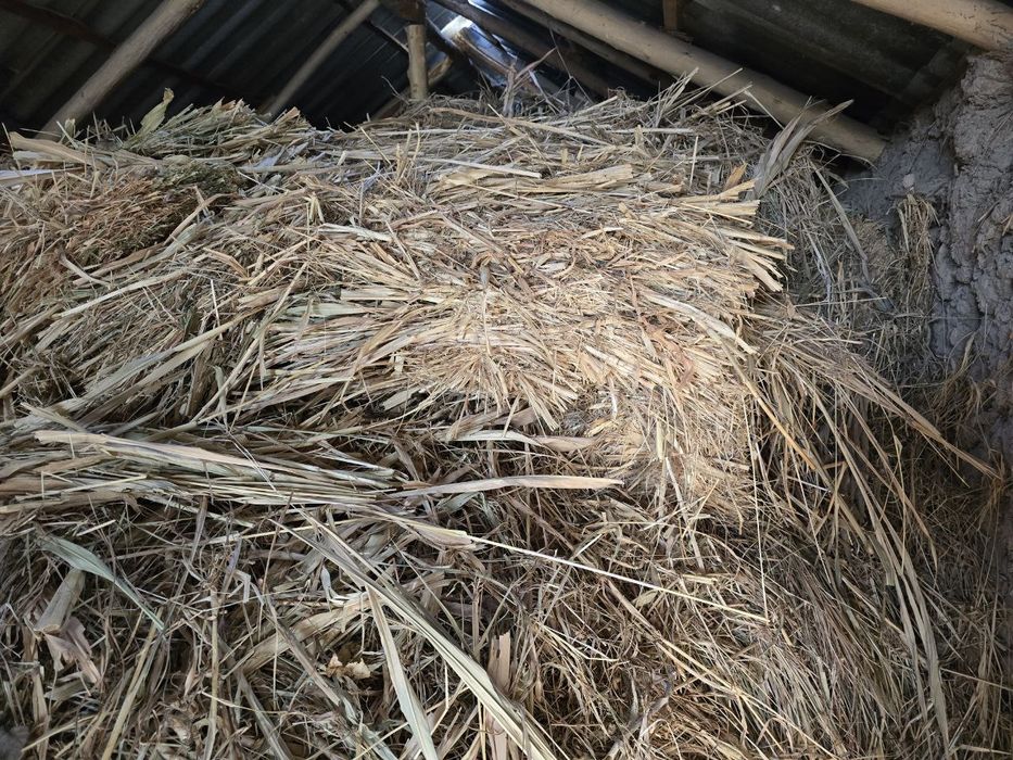 Somon joxari beda aralash sotiladi