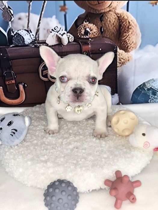 Френски булдог крем платина женско