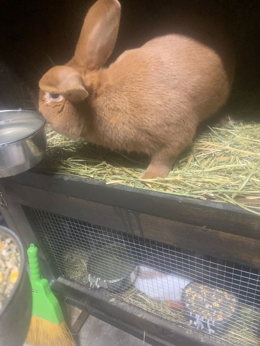 Налични зайци различни породи