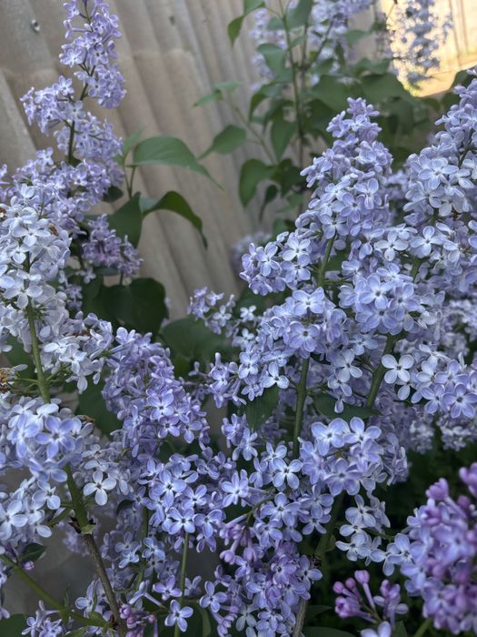 Апрельская сирень