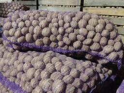 Семина картофтель Пароли