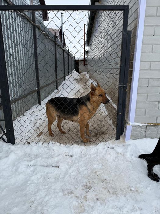 Продаются щенки немецкой овчарки