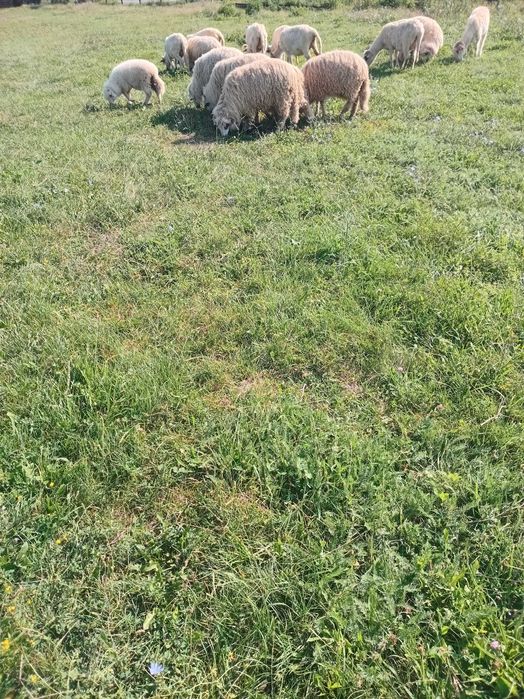 Oi cu miei de ținut