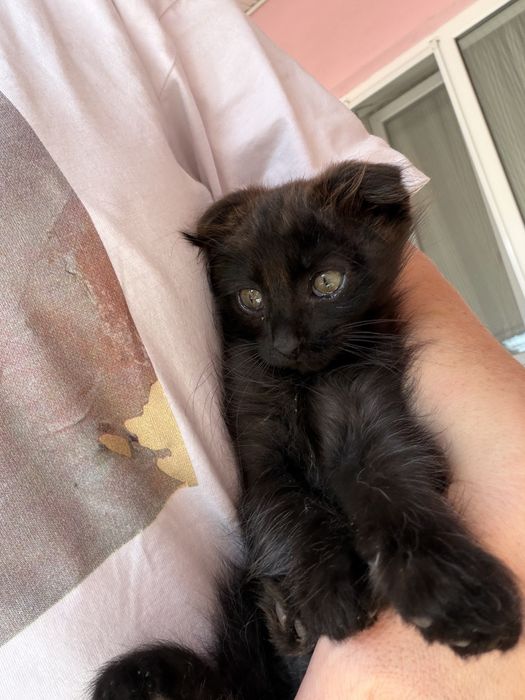 Котика в добрые руки