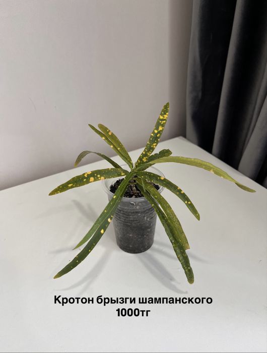 Разные комнатные растения