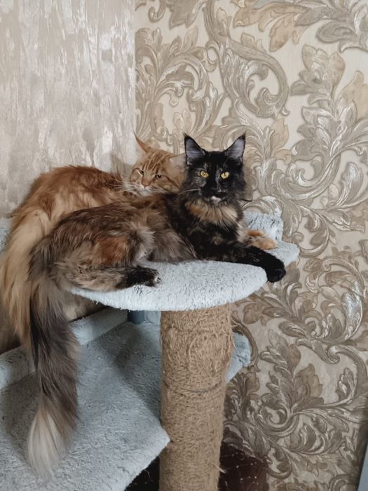 Котята мейн кун 100000