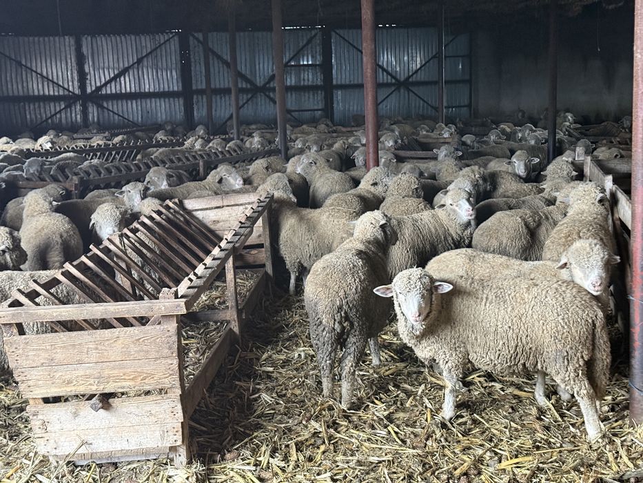 Vand 100 de oi din rasa Merinos de Palas