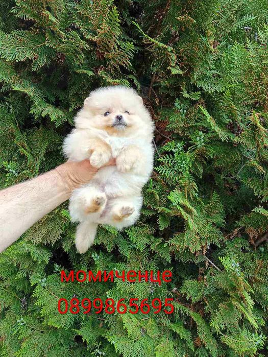 Померанчета! Мъжки и женски кученца!