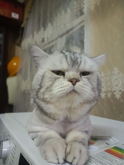 Sotiladi – British Shorthair mushuk, 1 yosh