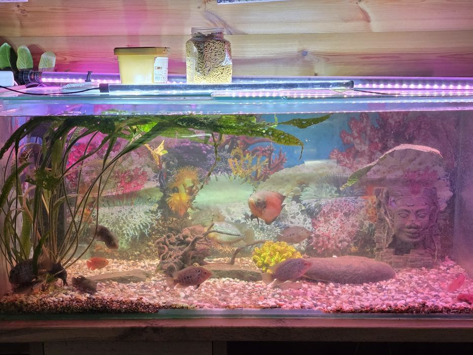 Продам аквариум с рыбками