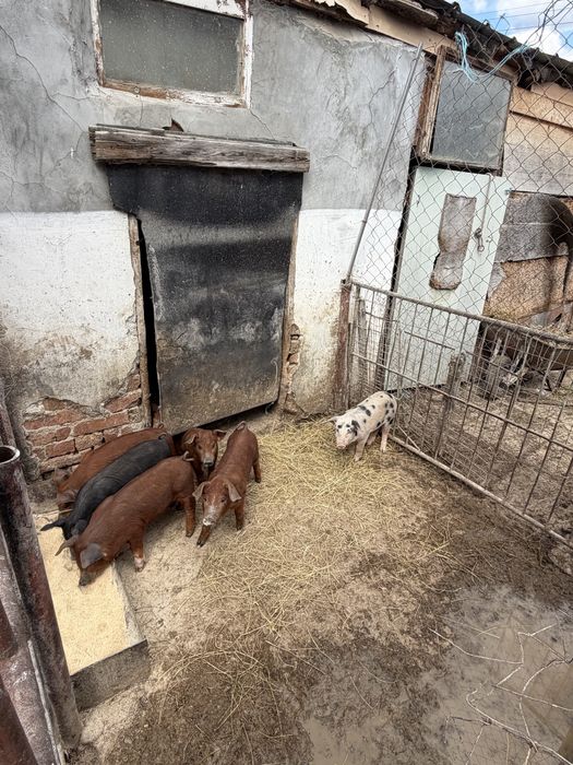 Малки Отбити Прасета