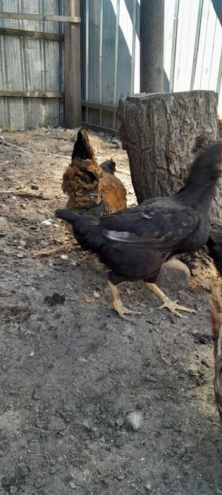 Куры домашние цветные