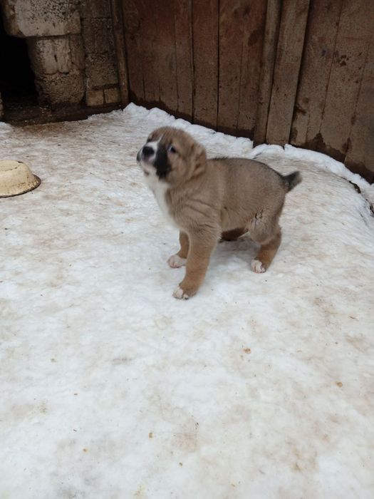 продам щенков  алабаи