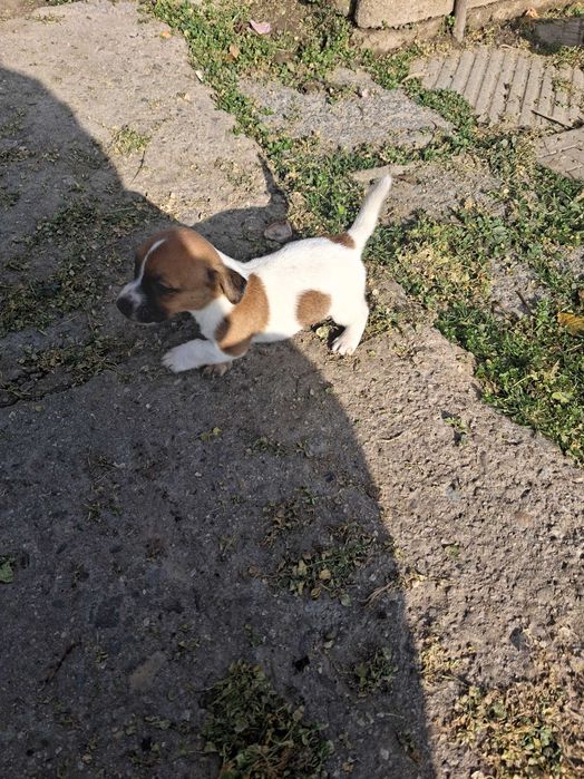 Джак ръсел мъжко и женско