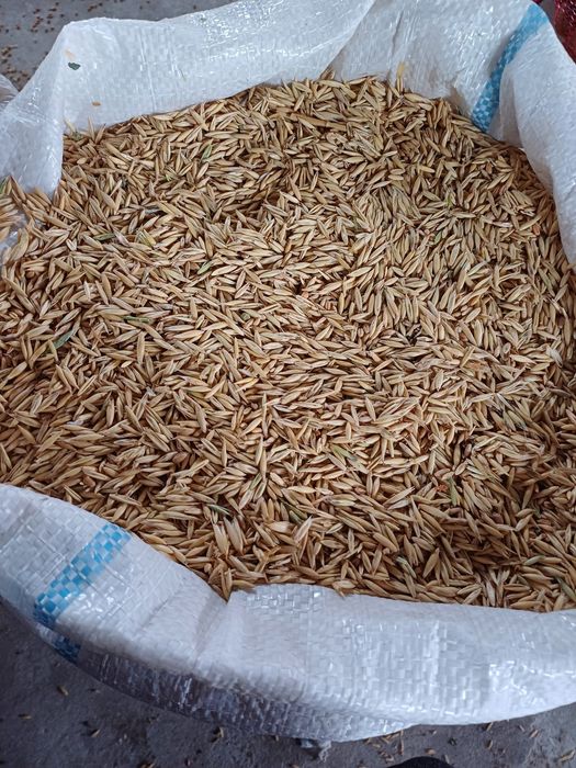 Vând cereale - porumb,  grau , ovăz, orz, floarea soarelui,  uruiala