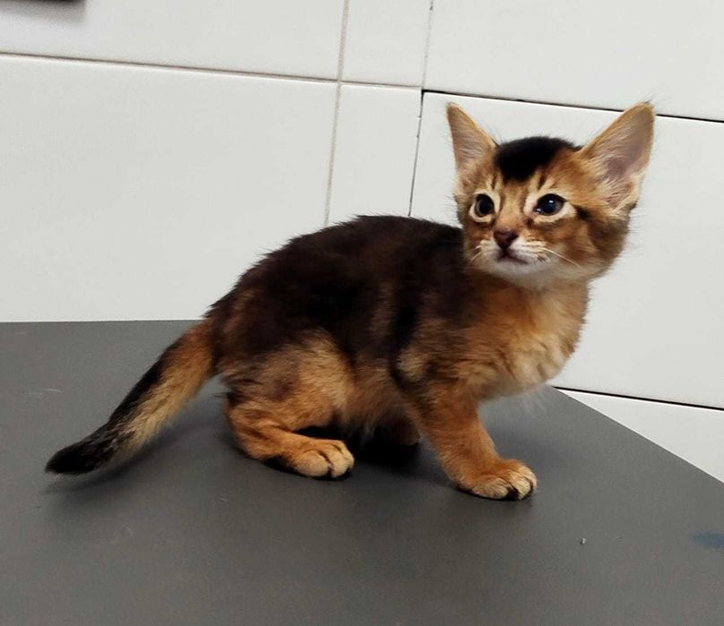 В продаже котята Самалийцы