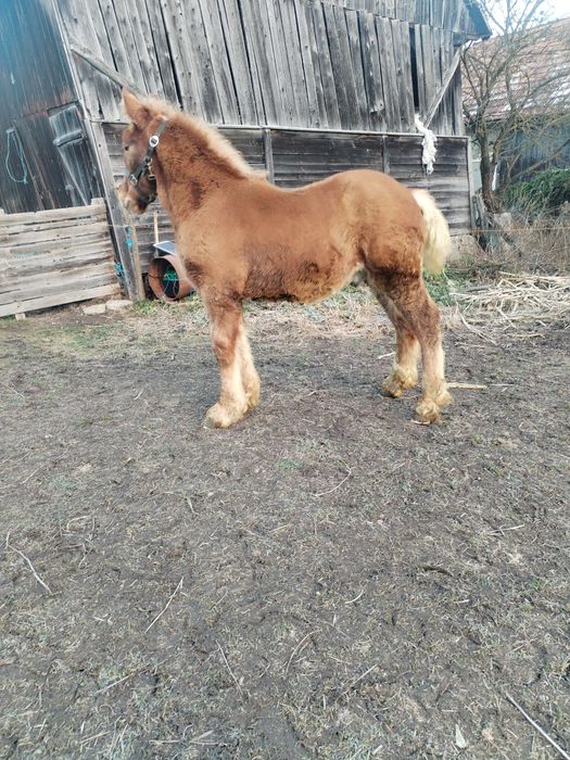 Vând iapă cu mânz!