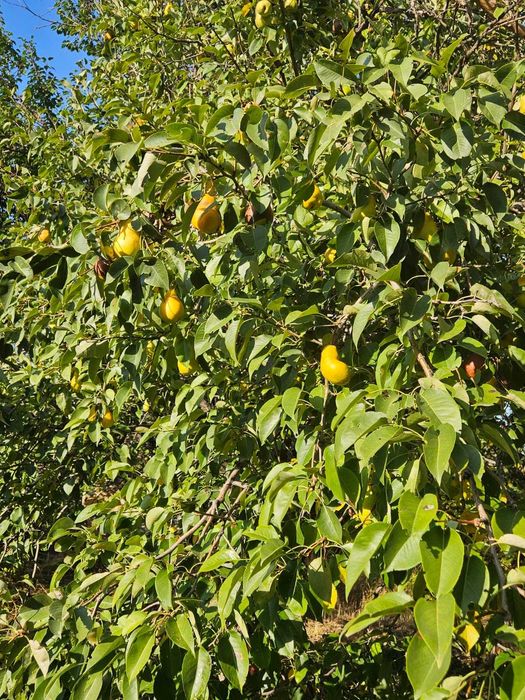 Продам дом- дачу в Каскелене