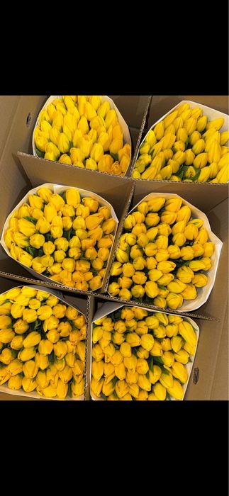 Свежие тюльпаны Шымкент продаются пачками