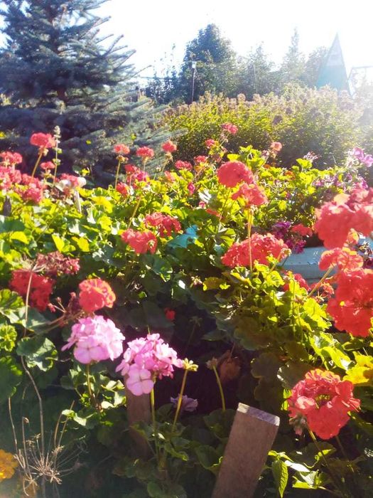 Герань или пеларгония