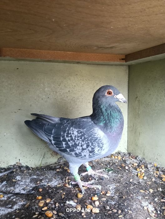 Porumbel maraton de vanzare