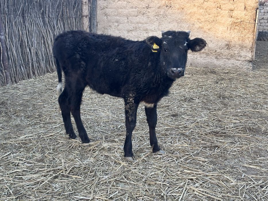 Баспақтар сатылады. 2- еркек. 1-ұрғашы