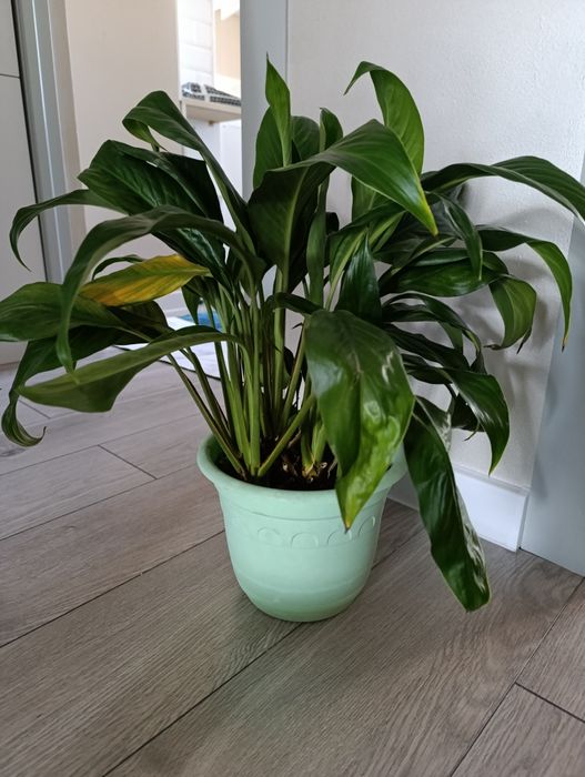 Домашние цвет разные