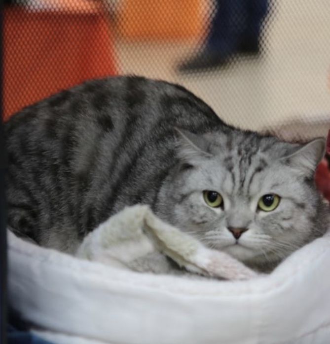 Кошка британец 9 мес девушка