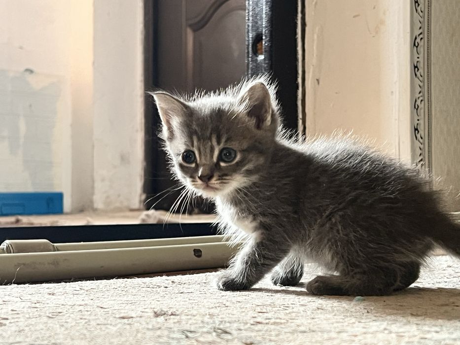 Котенок бесплатно