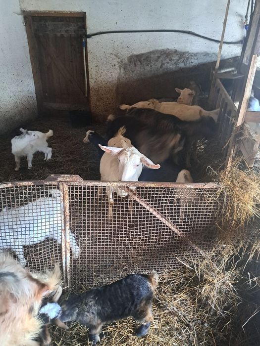 Ofer spre vânzarea capre