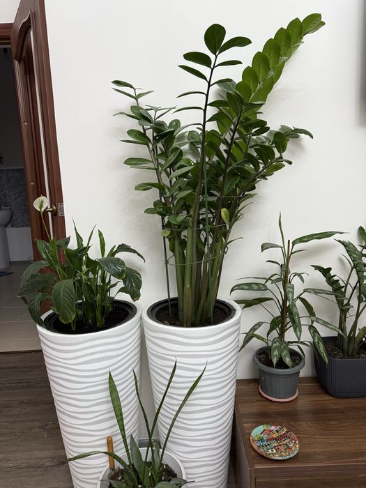 Долларовое дерево