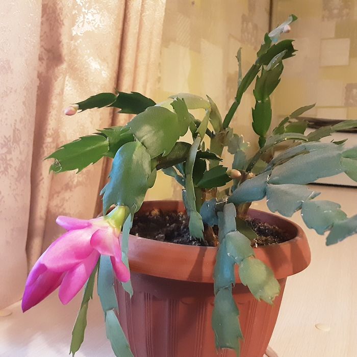 Комнатные цветы, алое