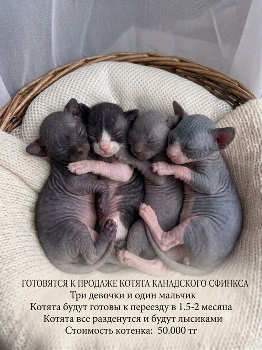 Котята Канадского Сфинкса