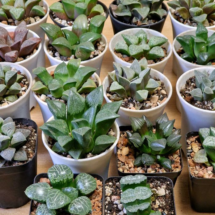 Хавортии, суккуленты