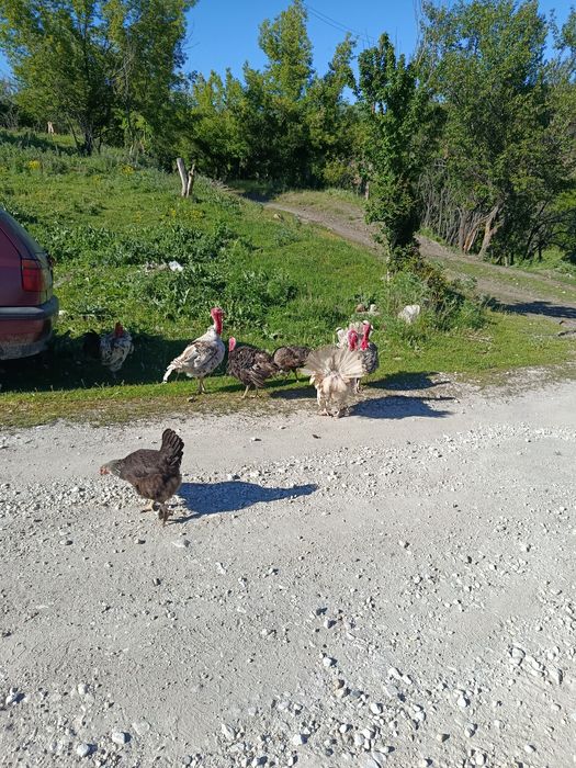 Продам индюков !