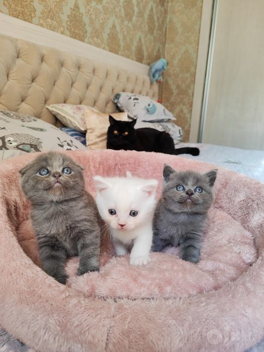 Продаются котята