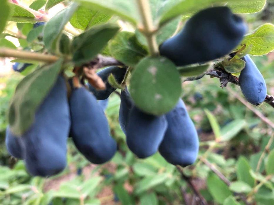 Саженцы Жимолости