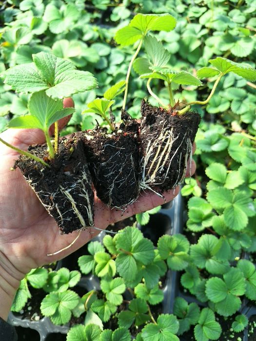 ПРОДАЖБА НА РАЗСАД – БОРОВИНКИ И ЯГОДИ,  Малки боровинки- изгодно