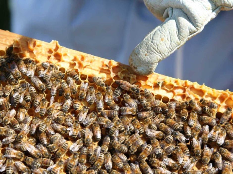 Vand roiuri de albine Popesti. Jud Bihor. 2025