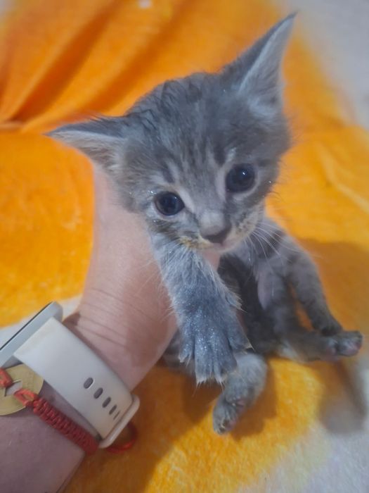 В добрые руки котята