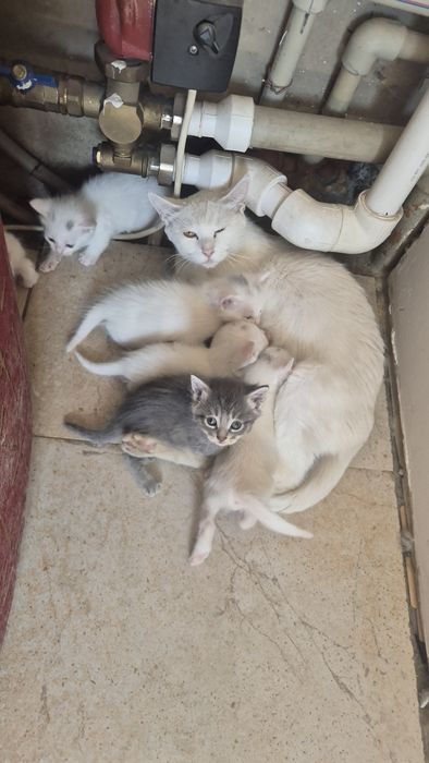 Котята бесплатно