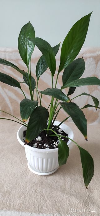 Продам комнатный цветок  нематантус