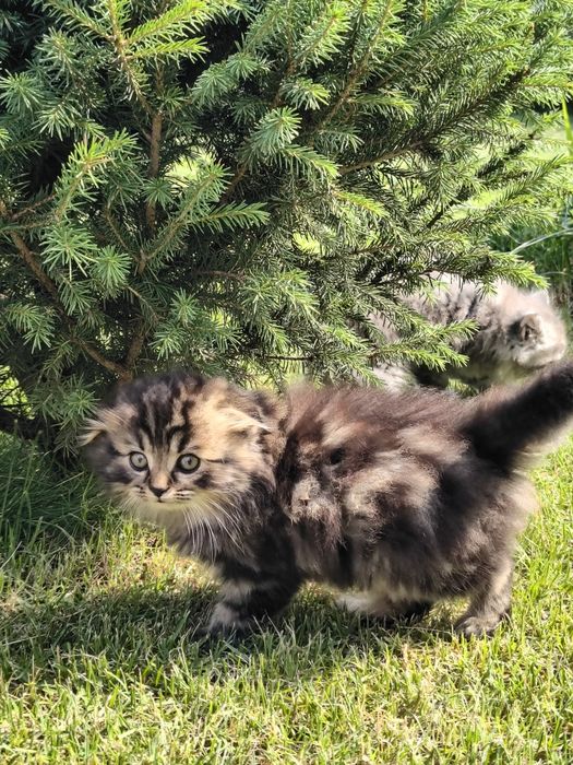 Продам двух котят по 10000