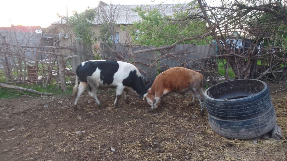 Продам бычка …..