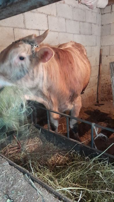 Продам Бычка 1.5 годовалый