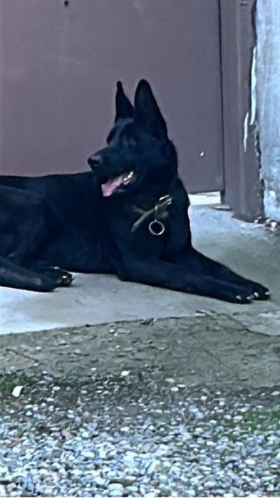 Собака для дома ВЕО